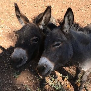 Meet your Posher, Tom